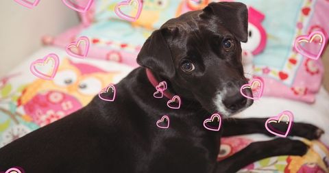 Cute Black Dog with Floating Hearts in Cozy Home Setting - Download Free Stock Images Pikwizard.com