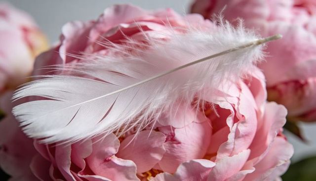 Delicate white feather resting on pink peony bloom closeup pastel still life