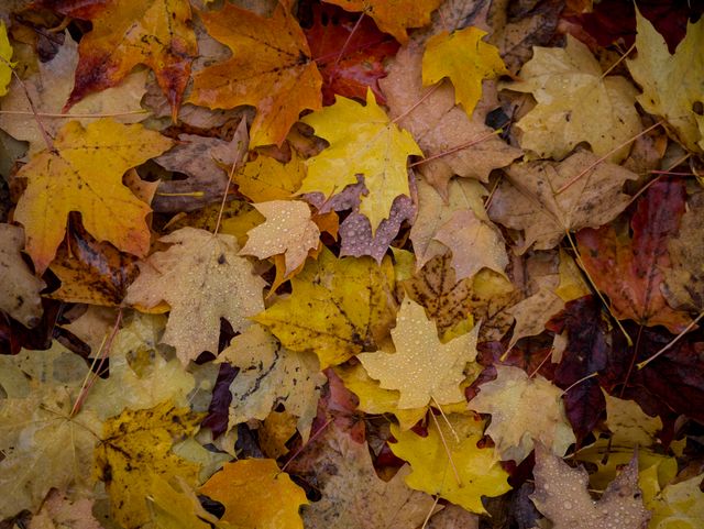Autumn Leaves in Various Colors on Ground - Download Free Stock Photos Pikwizard.com