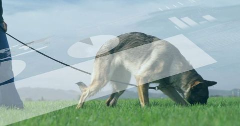 German Shepherd Sniffing Ground in Green Field Adventure