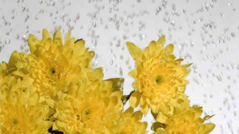 Water Droplets Falling on Chrysanthemum Flowers Close-up