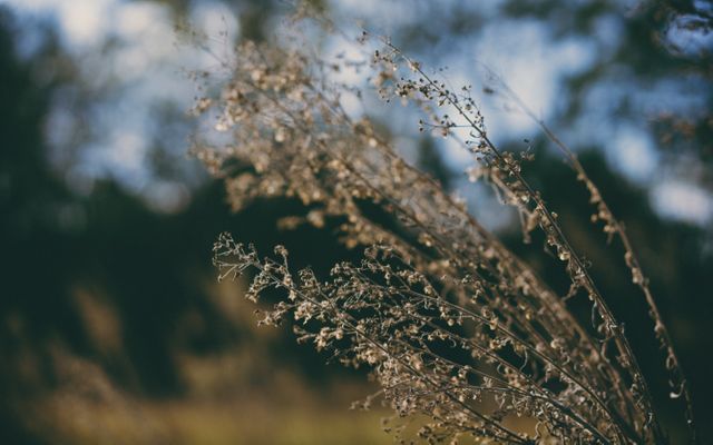 Close-up of Dried Plants in Nature with Soft Focus Background - Download Free Stock Images Pikwizard.com