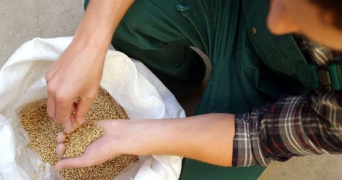 agricultural worker ensuring grain quality control - Download Free Stock Images Pikwizard.com