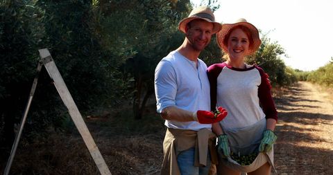 Cheerful Farmers Harvesting Olives in Sunlit Grove - Download Free Stock Images Pikwizard.com