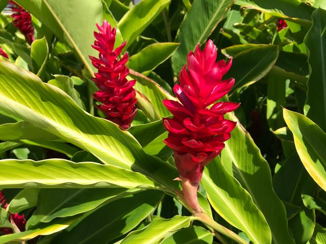 Bright red ginger flowers blooming amidst lush green foliage. This vibrant tropical scene captures the beauty of exotic plants found in tropical gardens. Ideal for articles related to horticulture, gardening, tropical plant species, and nature photography.