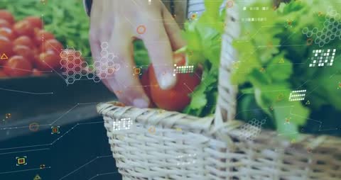 Hand Harvesting Tomato with Innovative Digital Farm Technology
