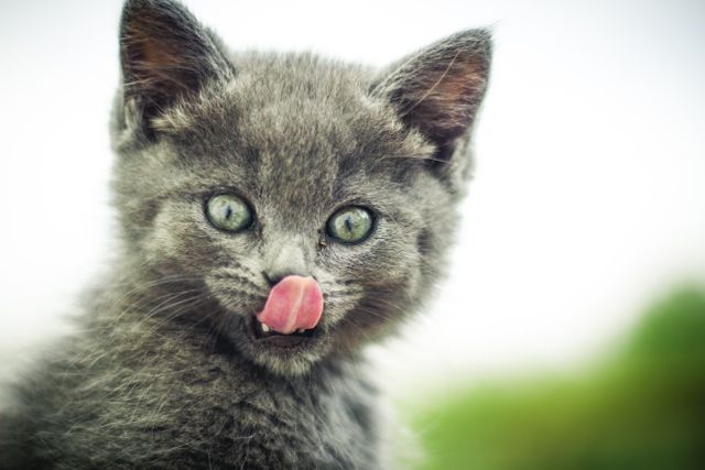 Gray Kitten Licking Nose with Tongue - Download Free Stock Photos Pikwizard.com