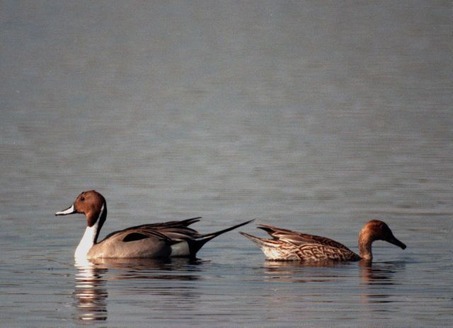KENNEDY SPACE CENTER, FLA. -- A male pintail duck (left) and female pintail (right) look like bookends on a glass-topped table in the winter waters of the Merritt Island National Wildlife Refuge at Kennedy Space Center. The pintails can be found in the marshes, prairie ponds and tundra of Alaska, Greenland and north and western United States; in the winter they range south and east to Central America and the West Indies, sometimes in salt marshes such as the refuge offers. The open water of the refuge provides wintering areas for 23 species of migratory waterfowl, as well as a year-round home for great blue herons, great egrets, wood storks, cormorants, brown pelicans and other species of marsh and shore birds. The 92,000-acre refuge is also habitat for more than 310 species of birds, 25 mammals, 117 fishes and 65 amphibians and reptiles