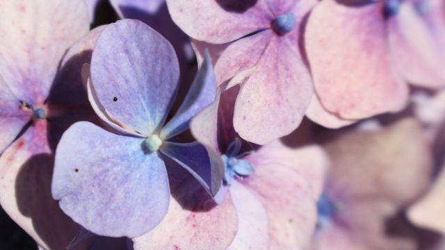 This image showcases a close-up view of purple and pink hydrangea flowers in bloom. The soft, delicate petals provide a sense of tranquility and beauty, perfect for nature-themed designs, greeting cards, or floral decorations.