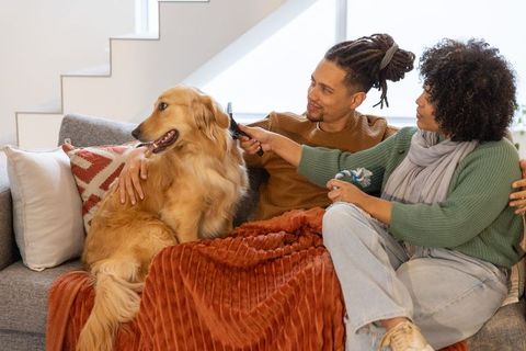 Multiracial couple grooming golden retriever on cozy sofa, pet companionship and home comfort