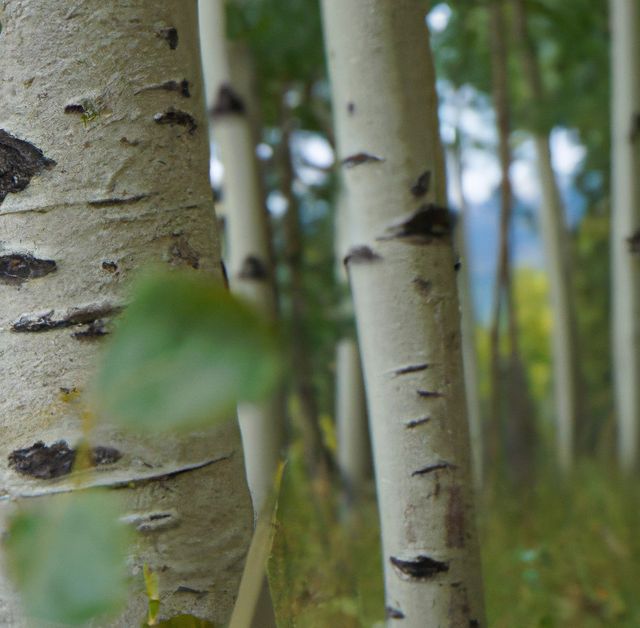 Majestic birch trees standing closely with their distinctive white bark and black markings. Verdant foliage frames the scene, creating a serene and tranquil atmosphere. Ideal for use in nature enthusiasts’ websites, relaxation themes, outdoor adventure promotions, and green living advertisements.