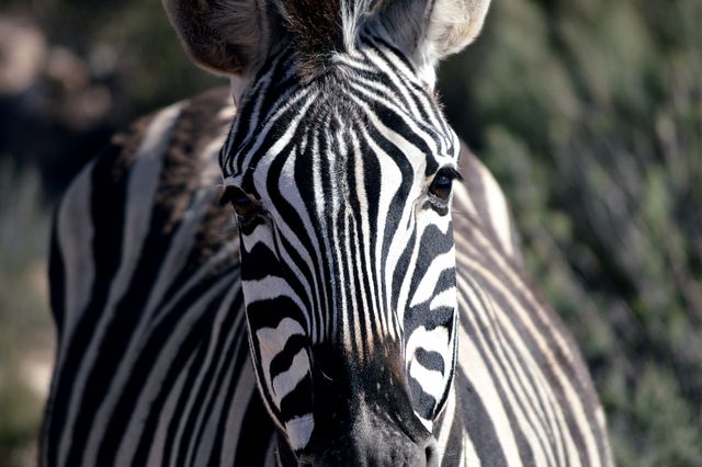 Close-up of Zebra with Striped Pattern in Wild - Download Free Stock Photos Pikwizard.com