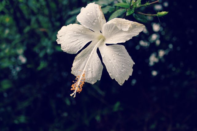 Close-up of White Hibiscus Flower with Dew Drops - Download Free Stock Photos Pikwizard.com