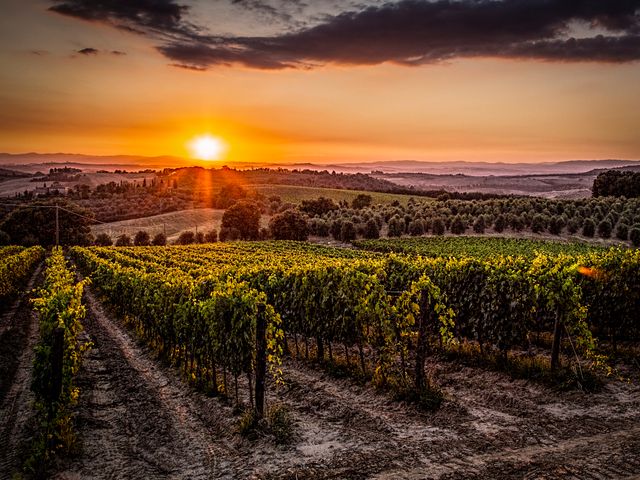 Sunset Over Vineyards in Scenic Countryside - Download Free Stock Photos Pikwizard.com