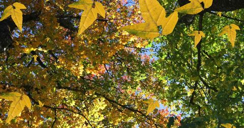 Vibrant Autumn Leaves Falling from Trees in Blue Sky - Download Free Stock Images Pikwizard.com