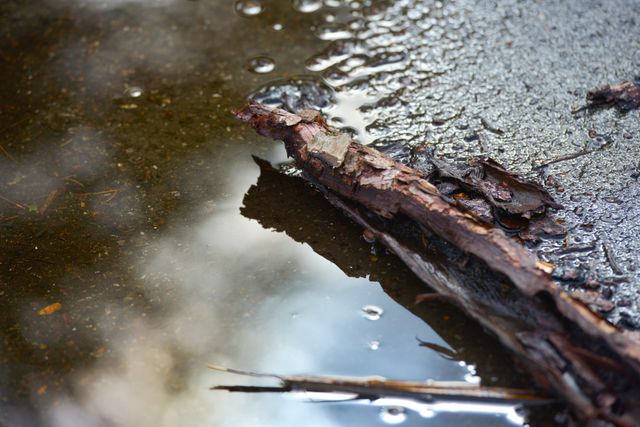 Close-up view of a wet tree branch lying in a puddle of water. Suitable for illustrating nature, autumn, or natural environments. Great for backgrounds, environmental themes, or articles about the outdoors.