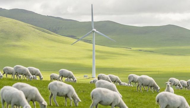 Grazing sheep on lush rolling hills with wind turbine emphasizing renewable energy pasture