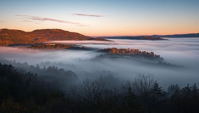 Sunlit treetops emerging above rolling fog in dawn valley panorama, silhouetted branches