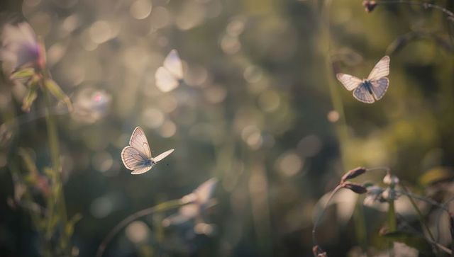 Fluttering white butterflies in sunlit meadow with translucent wings and soft bokeh