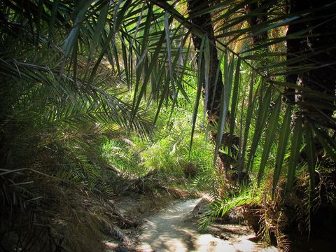 Dense tropical forest pathway illuminated by sunlight