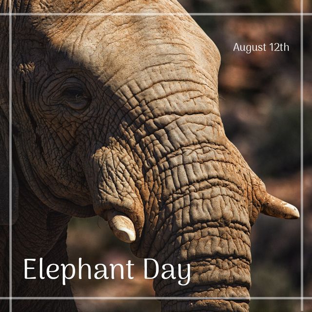 Digital composite close-up image of elephant with august 12th elephant day text. Awareness, animal, wildlife, preservation and protection of elephants concept.