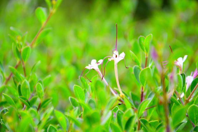 This image of white flowers blooming amidst lush green foliage captures the essence of natural beauty, fresh growth, and the tranquility of the great outdoors. Perfect for use in nature publications, environmental websites, gardening blogs, or as inspiring background images for presentations and web content meant to evoke calmness and serenity.