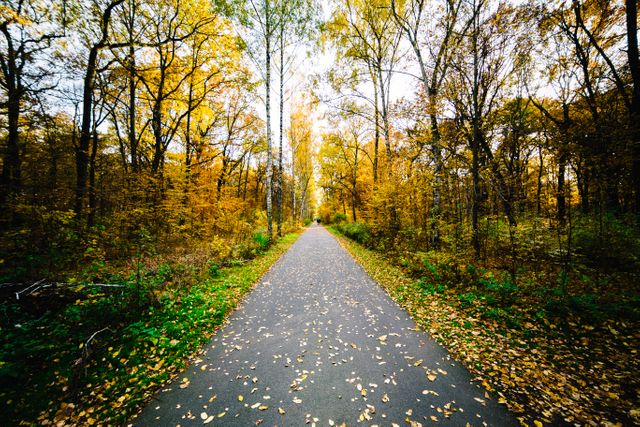 Captured during autumn, this serene wooded path is surrounded by vibrant yellow and gold foliage. The empty trail suggests calm and peace, perfect for concepts related to tranquility, nature walks, and the beauty of the fall season. Ideal for nature-themed projects, environmental content, travel guides, and inspirational quotes.