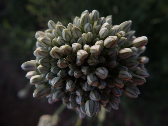 Detailed close-up of flower buds in a garden, showcasing the intricacies and textures of nature. Ideal for use in gardening magazines, floral catalogs, and nature photography collections. Perfect for illustrating growth, the beauty of plant life, and the arrival of spring.