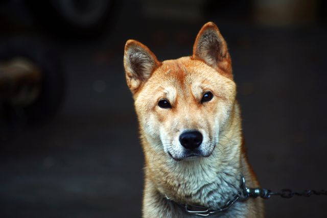 Shiba Inu dog with alert expression staring straight ahead. Dog's fur shows well in natural lighting. Suitable for dog-related articles, pet product advertisements, veterinary services marketing materials, animal care blogs. Iconic Shiba Inu features could evoke calm or vigilance themes in various projects.