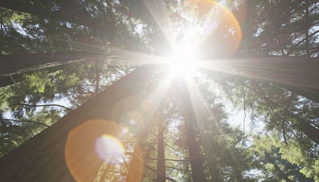 Sunburst streaming through towering conifer trunks with lens flare and forest canopy