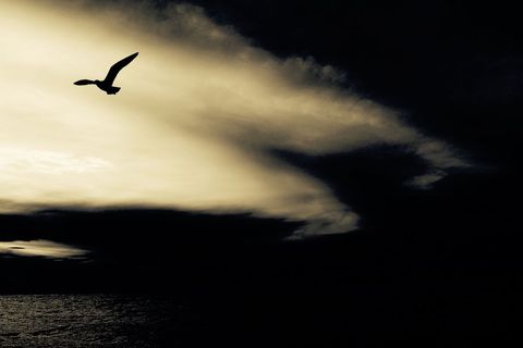 Solitary seagull soaring over dramatic stormy ocean horizon at golden dusk silhouette