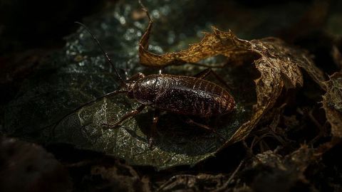 Close-Up Macro Shot of Cockroach on Forest Floor