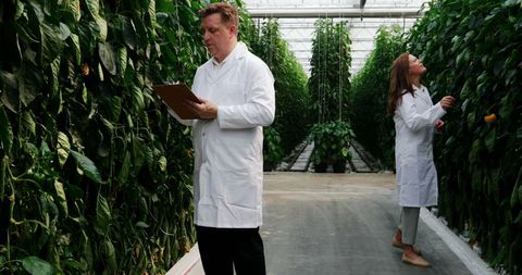 Scientists Conducting Research in Greenhouse, Examining Plants - Download Free Stock Images Pikwizard.com