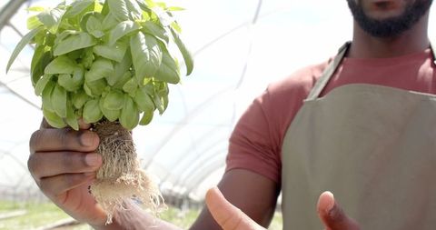 Farmer presenting basil plant with roots in hydroponic greenhouse