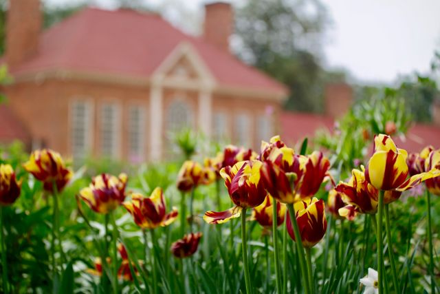 Vibrant red and yellow tulips blooming in a lush garden in front of a blurred historic brick building with a red roof. Ideal for use in projects celebrating nature, springtime, or historic architecture.