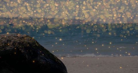 Algae-covered wet rock sitting on sandy shore at dusk with golden bokeh and calm ocean
