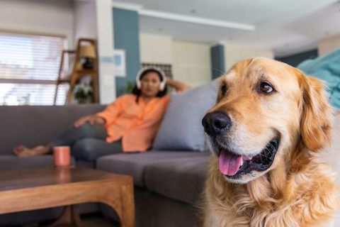 Golden retriever relaxing on sofa while woman listening to headphones in cozy living room