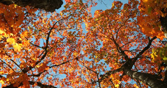 Perfect for nature enthusiasts, background use for autumn-themed projects, or seasonal promotional materials, showcasing the vibrant colors of fall foliage against a clear blue sky.