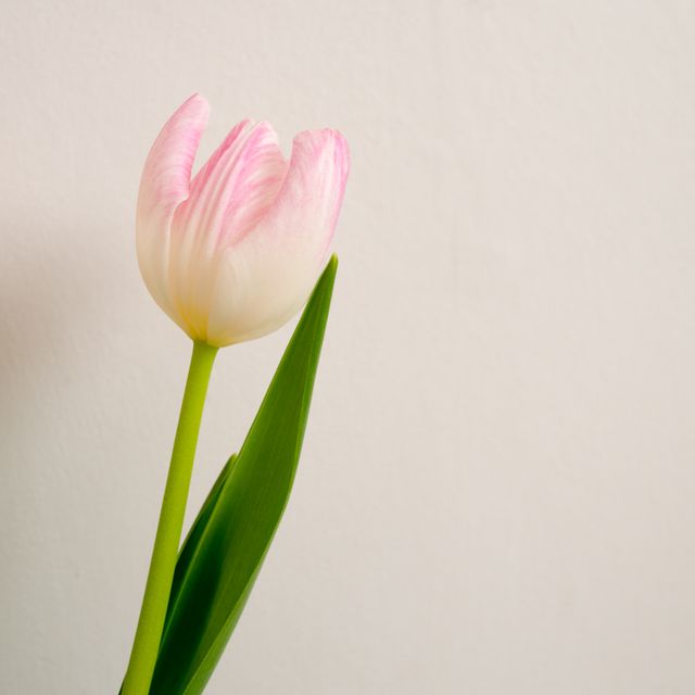 Minimalist Single Pink Tulip on Neutral Background - Download Free Stock Photos Pikwizard.com