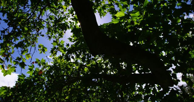 Sunlight peeks through a dense tree canopy on a clear day. Ideal for nature-themed projects, blogs, wallpapers, relaxation videos, and health and wellness content.