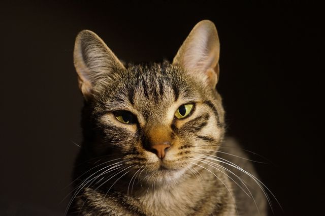 Close-up shot of a tabby cat with an intense gaze, highlighting its detailed whiskers and fur texture. Perfect for use in articles or blog posts about pets, feline behaviors, animal photography, or adoption campaigns. Useful for educational resources or as a visual element for design projects featuring cats or pets.