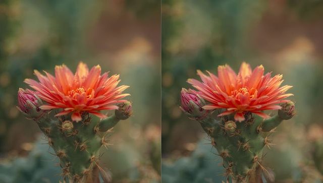 Blooming prickly pear cactus with orange-red bloom diptych macro bokeh sunlit
