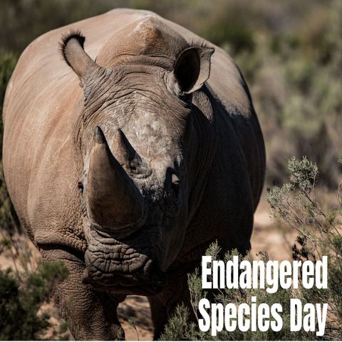 majestic rhinoceros highlighting endangered species awareness - Download Free Stock Templates Pikwizard.com