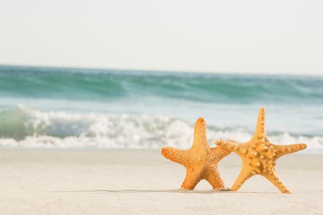 Two Starfish on Sandy Beach with Ocean Waves - Download Free Stock Photos Pikwizard.com