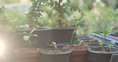 Sunlit Seedlings in Vibrant Community Garden Setting - Download Free Stock Images Pikwizard.com