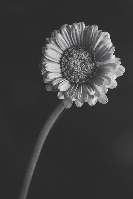 Elegant black and white close-up of a single gerbera daisy blooming against a dark background. Ideal for use in wall art, greeting cards, website main banners, or nature-themed designs seeking a simple yet sophisticated touch.