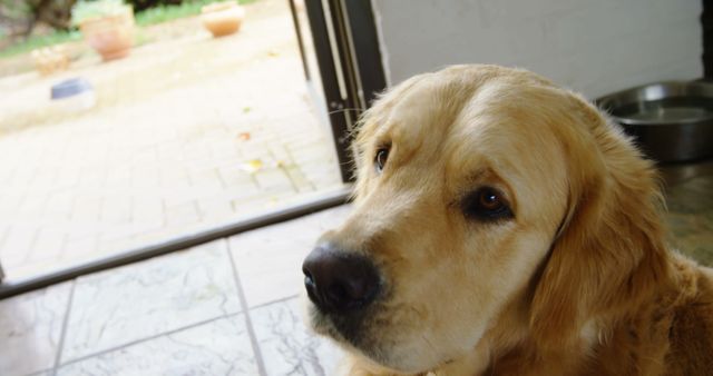 Close-up of a golden retriever's face indoors with a view of the outdoor area. Suitable for pet-related content, websites, and promotional materials featuring dogs, showing loyalty and companionship qualities.