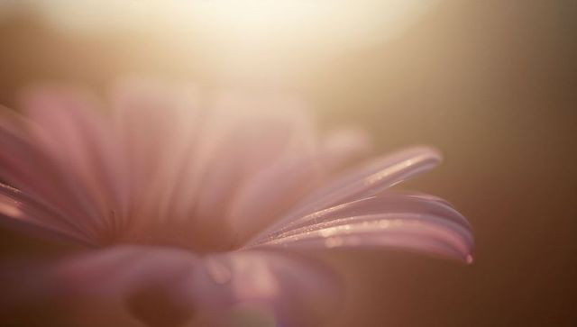 Glistening Pink Daisy with Dew and Sunlit Bokeh at Sunrise