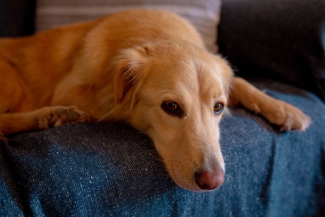 Golden retriever lying comfortably on sofa in living room, conveying a relaxed and cozy atmosphere. Perfect for illustrating domestic lifestyle, pet care, and home interiors. Ideal for use in articles about pet ownership, home decor, and animal well-being.