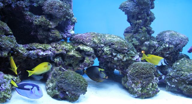 Colorful Tropical Fish Swimming Around Coral Reef in Aquarium - Download Free Stock Photos Pikwizard.com